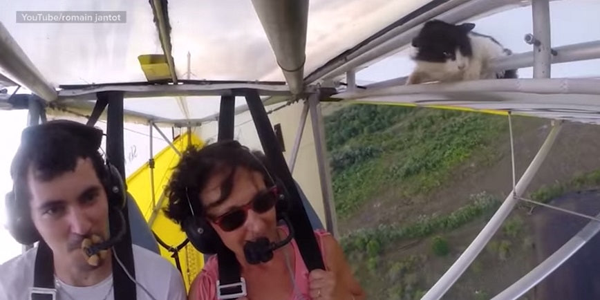 Watch This Cat Go Full Tom Cruise By Hanging Onto A Glider